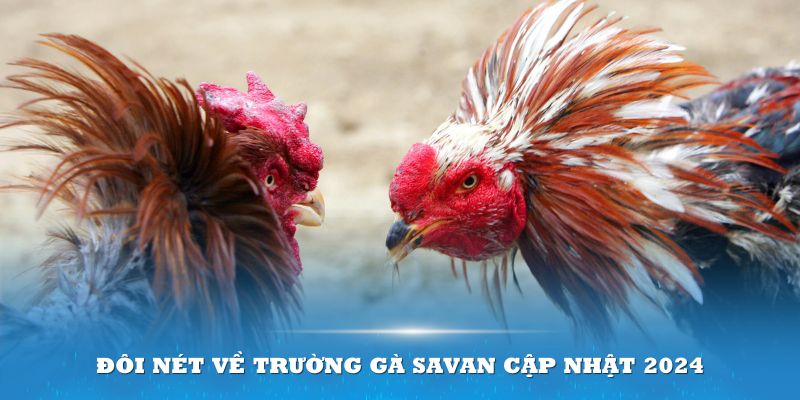 Đôi nét về Trường gà Savan cập nhật 2024