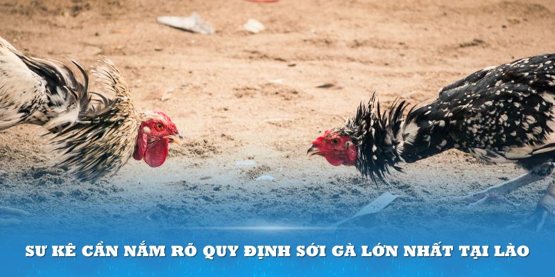 Sư kê cần nắm rõ quy định sới gà lớn nhất tại Lào