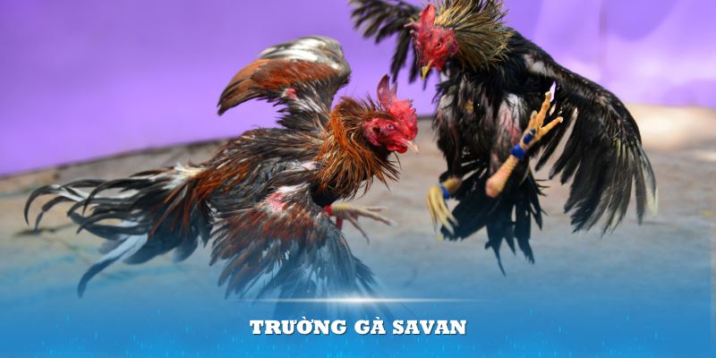 Trường gà Savan – Địa điểm tổ chức đá gà đẳng cấp nhất 2024